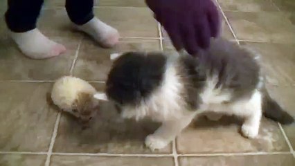 Kitty Cat Meets Baby Hedgehog