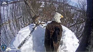 Nesting bald eagle pair loses nest to intruder