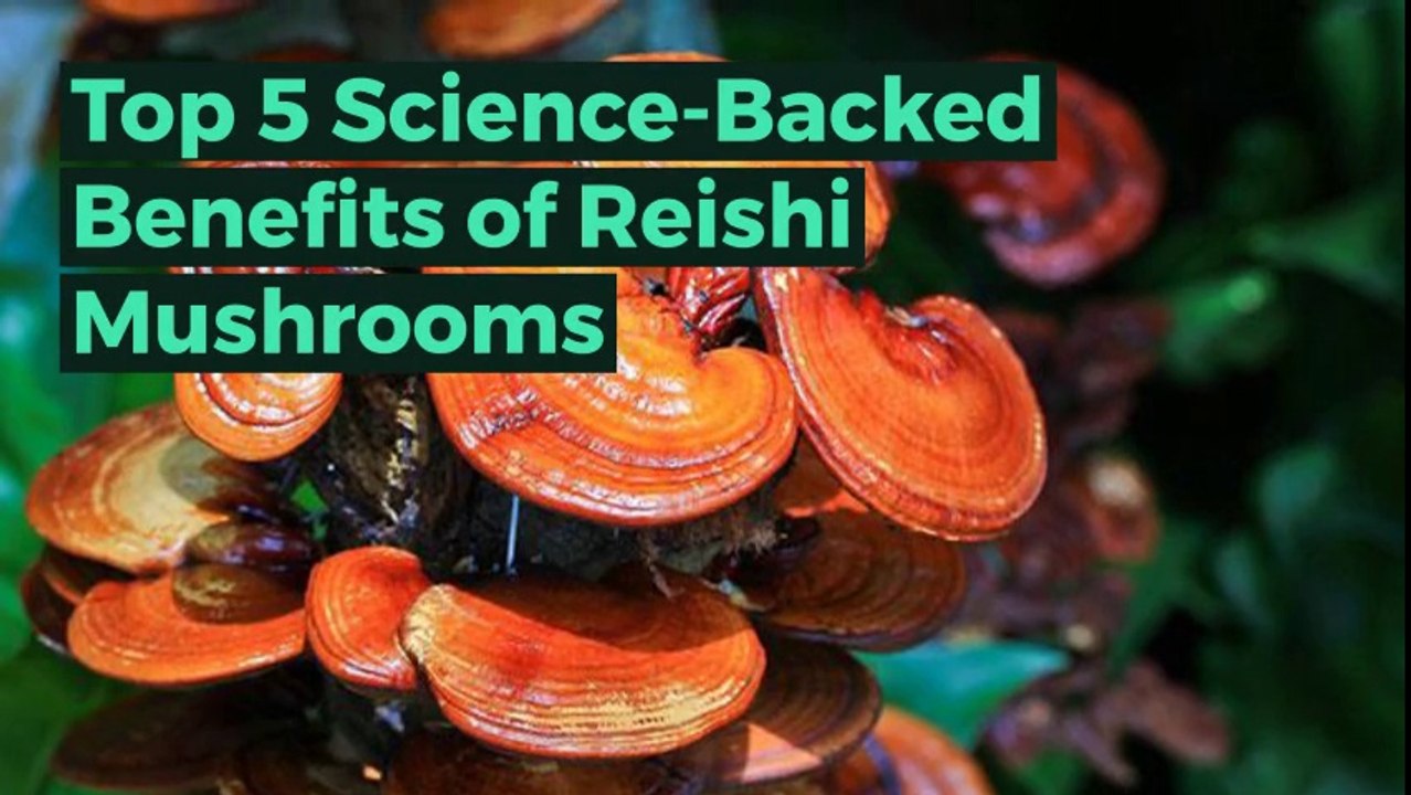 Reishi Mushroom Benefits List video Dailymotion
