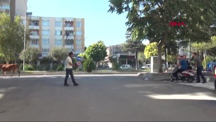Adıyaman'da Kaçan Boğa Güçlükle Yakalandı