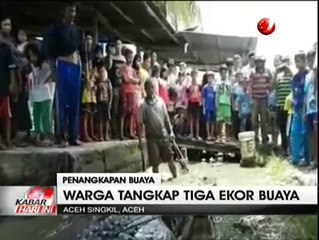 Tewaskan Dua Nelayan, Warga Tangkap 3 Ekor Buaya