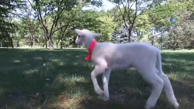 Kuzu Değil Sanki Sultan