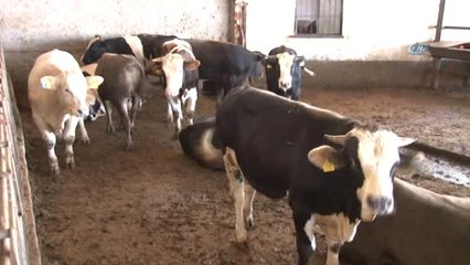 Uzmanından Kurban Yatırma Taktikleri