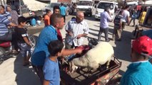 Kilis'te ilginç kurban taşıma teknikleri... Kimi kurbanı kucağında kimi ise motosikletle taşıdı