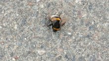 Giant bee filmed on road