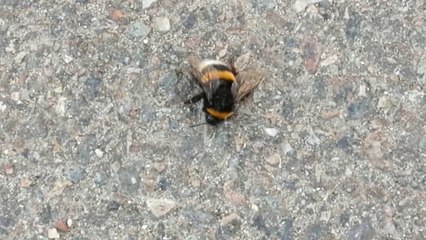 Giant bee filmed on road