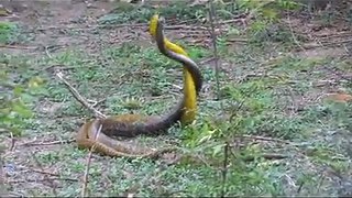 Snake Fight