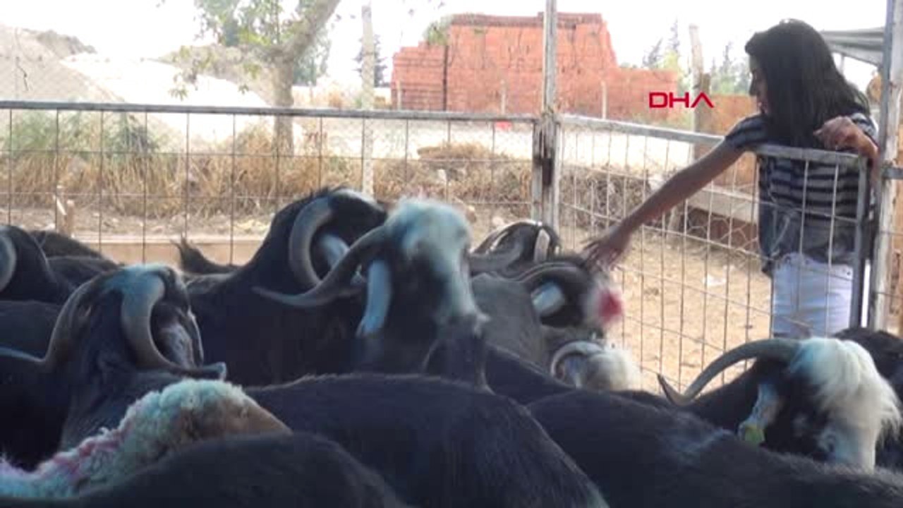 Adana Kurbanlık Pazarındaki 140 Kiloluk Torosların Efesi 3 Bin Liradan Alıcı Buldu
