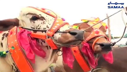 Kahi Ap Janwar kay Sath Bimari Bhi Na Le Ayen