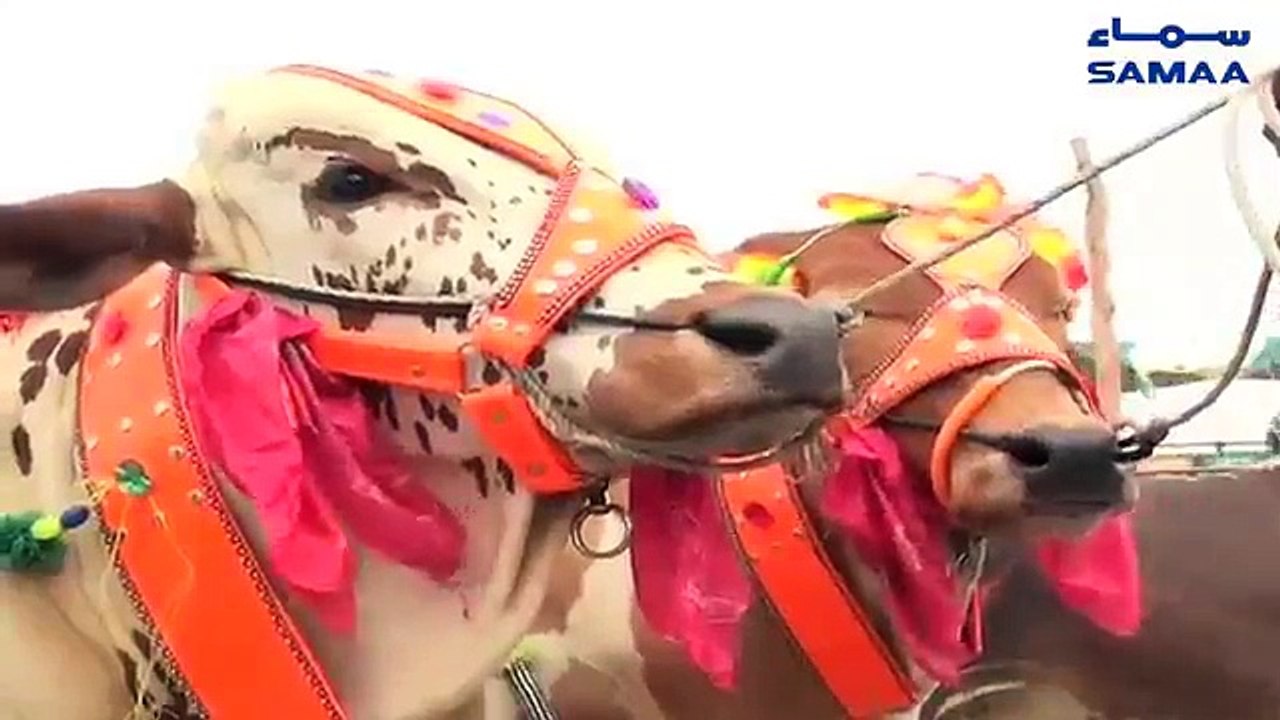 Kahi Ap Janwar kay Sath Bimari Bhi Na Le Ayen
