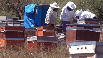Bayburt balında rekolte beklentisi yüksek