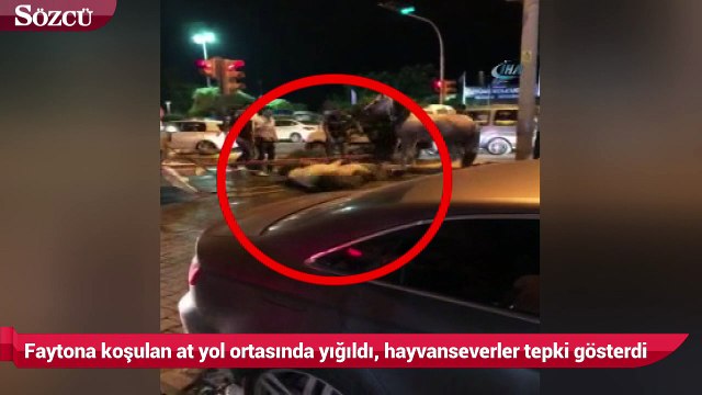 Faytona koşulan at yol ortasında yığıldı, hayvanseverler tepki gösterdi