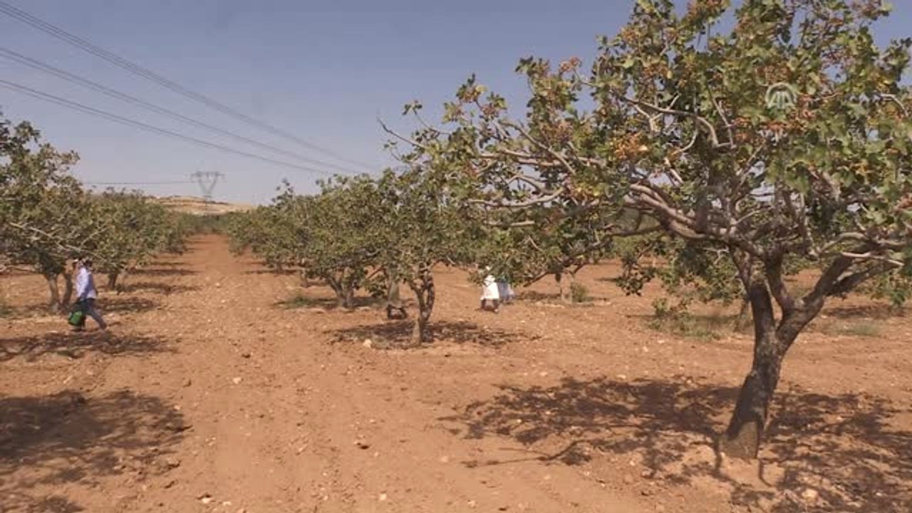 Antep Fıstığına İlaçsız Koruma