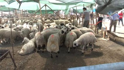 Kurban Pazarından Son Gün Yoğunluğu