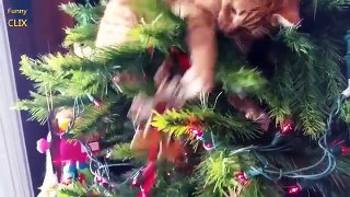Cats vs. Christmas Trees Compilation new new [NEW]