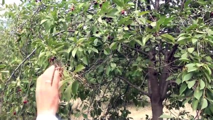 Gazlı içecekler yerine 'vişne suyu' içecekler - ANKARA