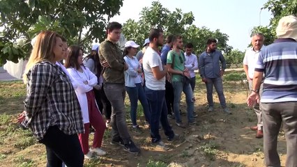Kuru incirde 'Örtülü Hasat' Projesi - AYDIN