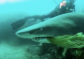 Brave Byron Bay Diver Rescues Shark Caught on Netting From 'Terrible Death'