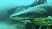 Brave Byron Bay Diver Rescues Shark Caught on Netting From 'Terrible Death'