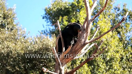 Himalayan Black Bear practices tree climbing