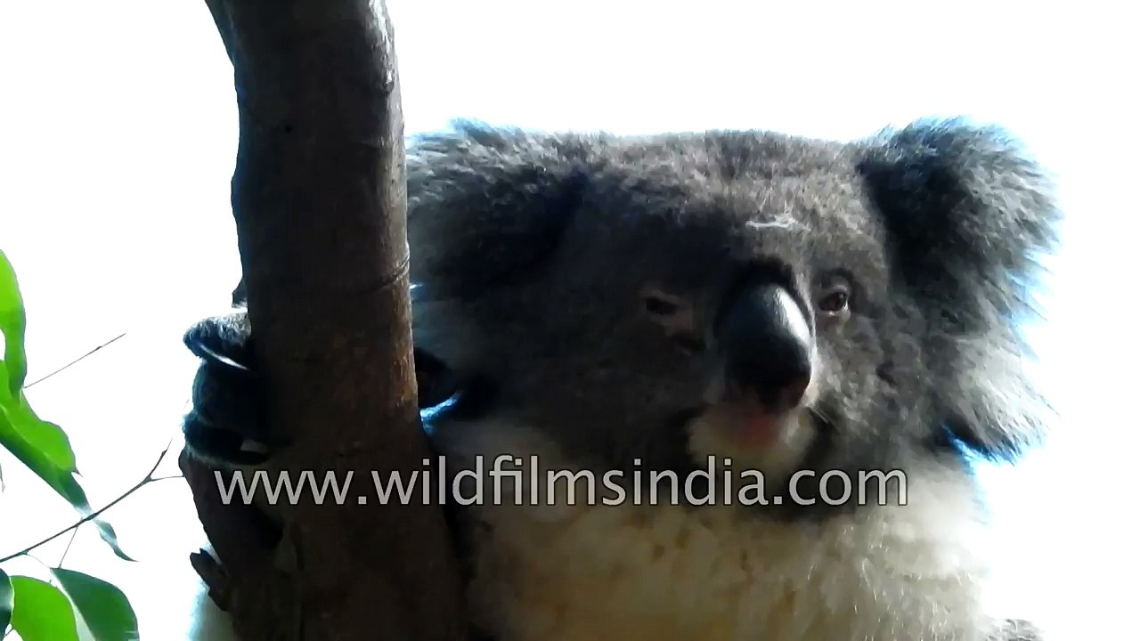 Koala Bear - textbook look