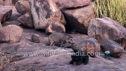 Sloth Bear Wild Boar and Mongoose in an Aravalli forest- community foraging