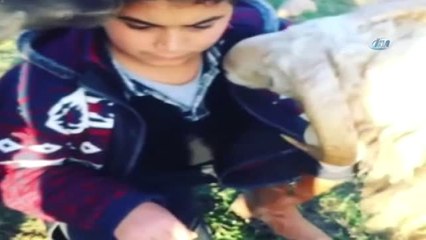 Küçük Çocuğun Kurbanlıklarla İmtihanı