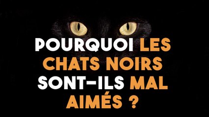 Pourquoi les chats noirs sont-ils mal aimés ?