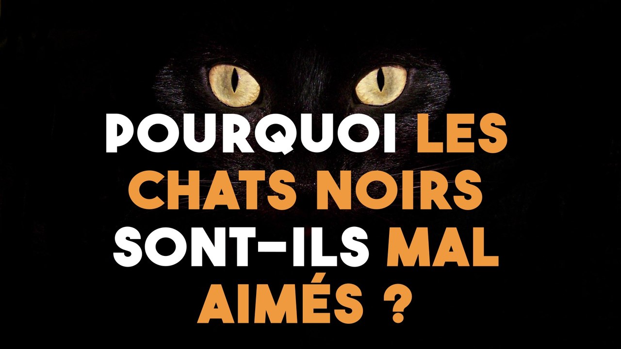 Pourquoi les chats noirs sont-ils mal aimés ?