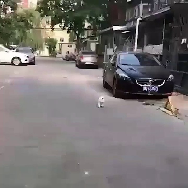 my cat learned to do the crazy dance