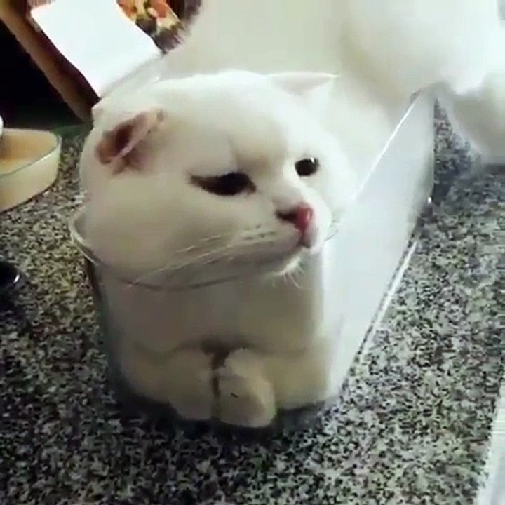 my cat sitting in the plate like a king