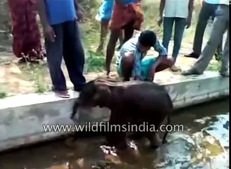 Really cute dehydrated Baby Elephant cools down after rescue in India (1)