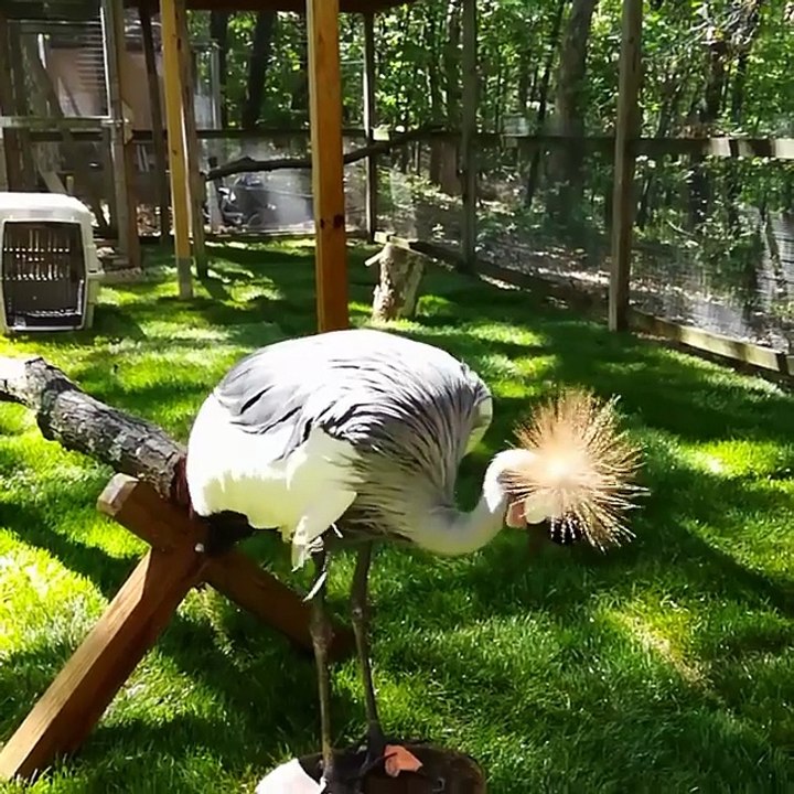 crazy rare new bird type in my friends house