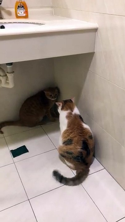My cat always feels afraid of his wife