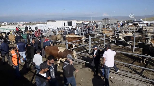 Kurban pazarlarında arife hareketliliği - ARDAHAN