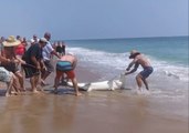 Hammerhead Shark Caught and Released on North Carolina Beach