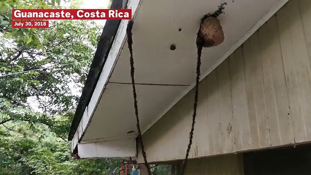 Incredible Moment Army Of Ants Build Bridge To Raid Wasp Nest