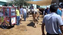 Hayvan pazarında son gün yoğunluğu