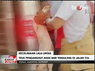 Truk Terguling, Ribuan Anak Babi Berlarian di Jalan Tol