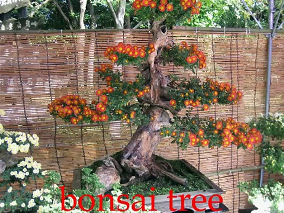 Flash Cards words starting with the letter B