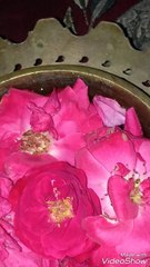 Colourful rose flower