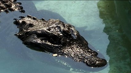 83 Jahre alt: Kroko-Greis im Belgrader Zoo