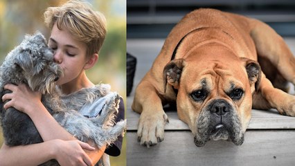 Things Humans do that annoy Dogs: आपके डॉग्स को नहीं पसंद आतीं आपकी ये प्यार भरी आदतें | Boldsky