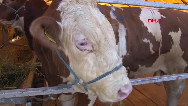 En Temiz Kurban Çadırı' Yarışmasında Ödüller Sahiplerini Buldu