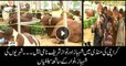 People take selfies with cattle named after Shehbaz Sharif, Nawaz Sharif at sacrificial animal market