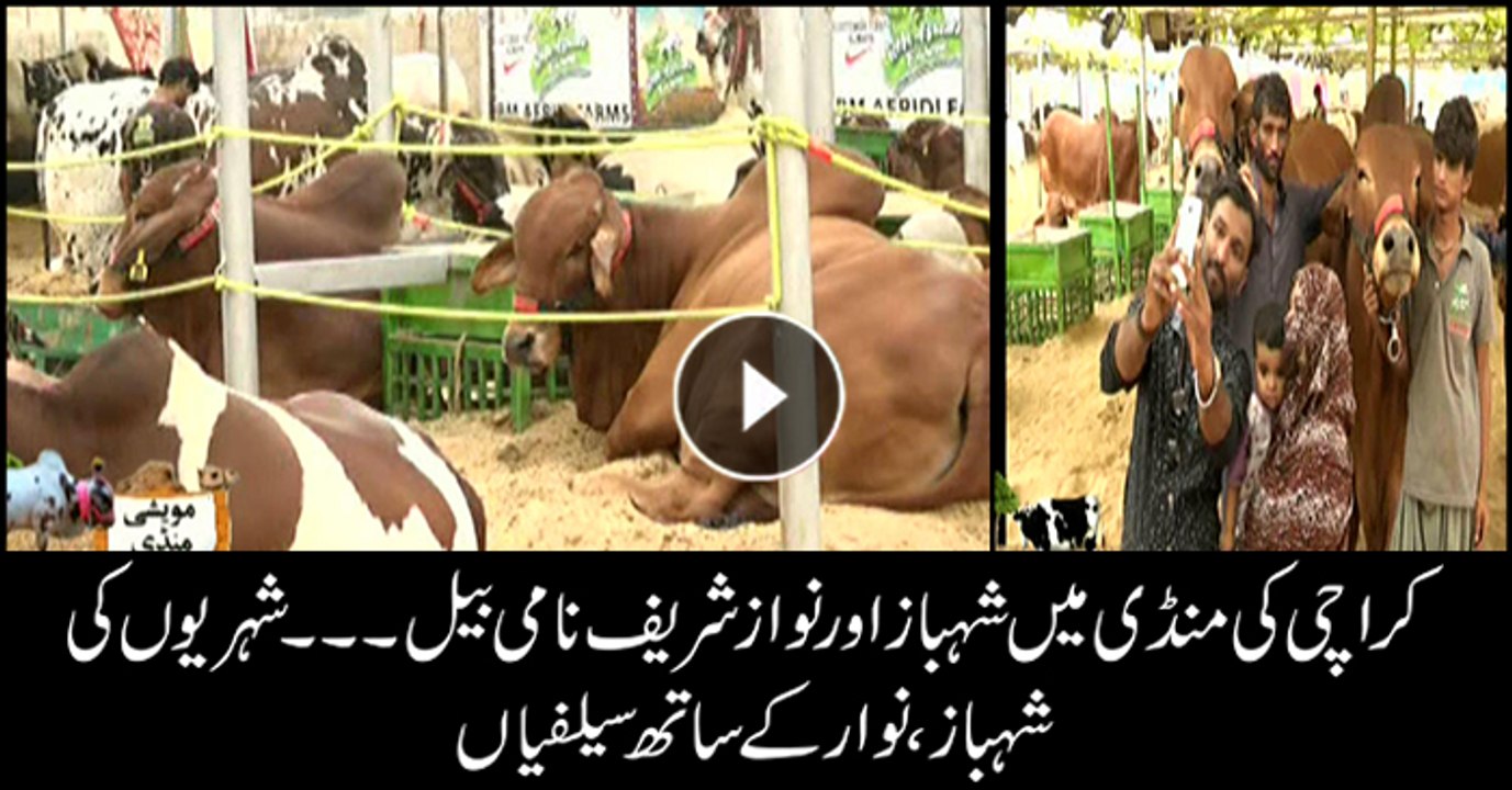 People take selfies with cattle named after Shehbaz Sharif, Nawaz Sharif at sacrificial animal market