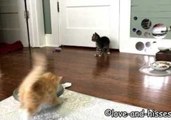 Seven-Week-Old Kittens Toss and Tumble Around the House