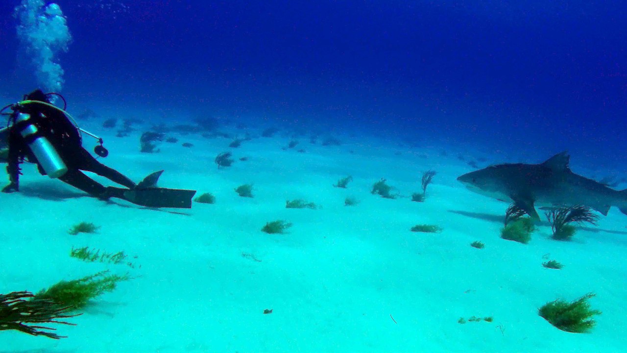 Tiger Shark attacking camera