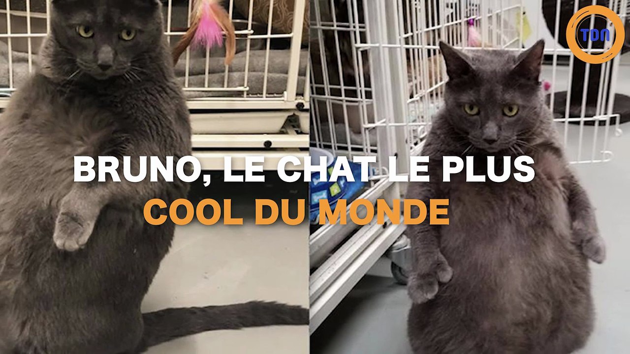Bruno, le chat le plus cool du monde !