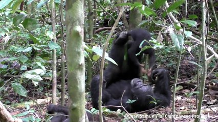 Imagens maravilhosas mostram chimpanzé brincando de aviãozinho com seu filhote
